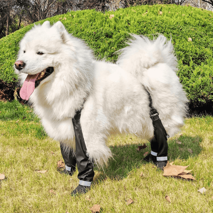 Botas PawRidge